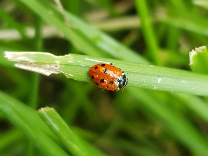 Hippodamia variegata - tizenhárompettyes katica