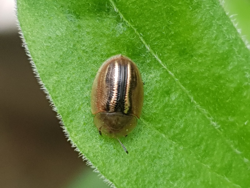 Cassida nobilis - díszes pajzsbogár Cassida nobilis - díszes pajzsbogár