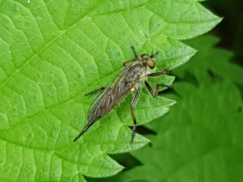 Neoitamus