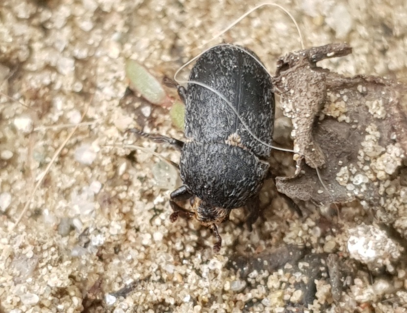 Dermestes laniarius - gyászos porva