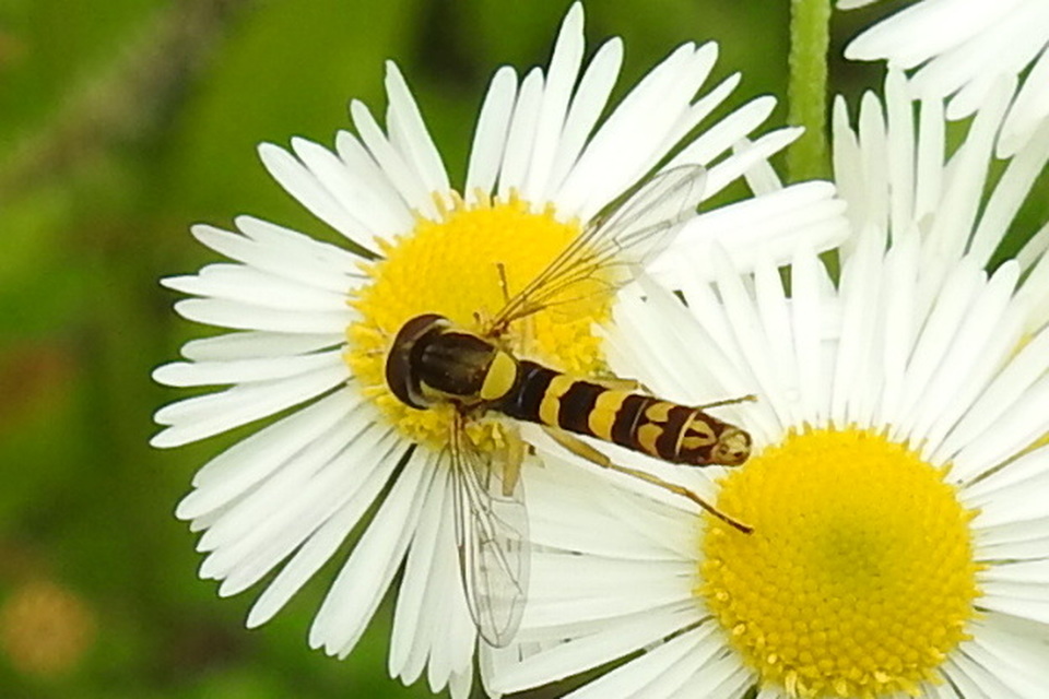 Sphaerophoria scripta - tarka darázslégy
