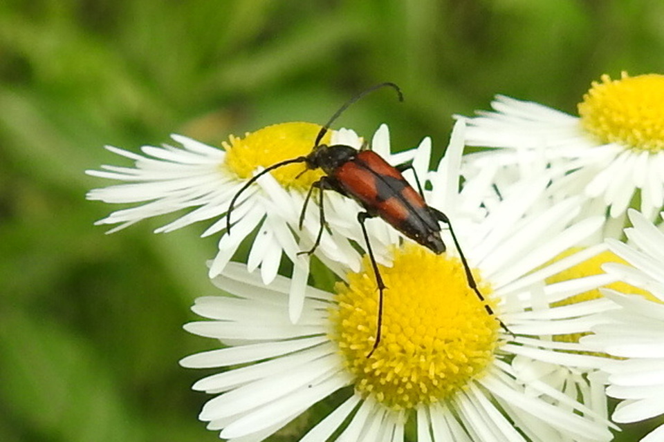 Stenurella bifasciata - kétöves karcsúcincér