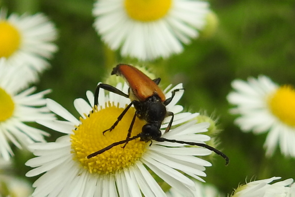 Stictoleptura fulva - vörhenyes virágcincér