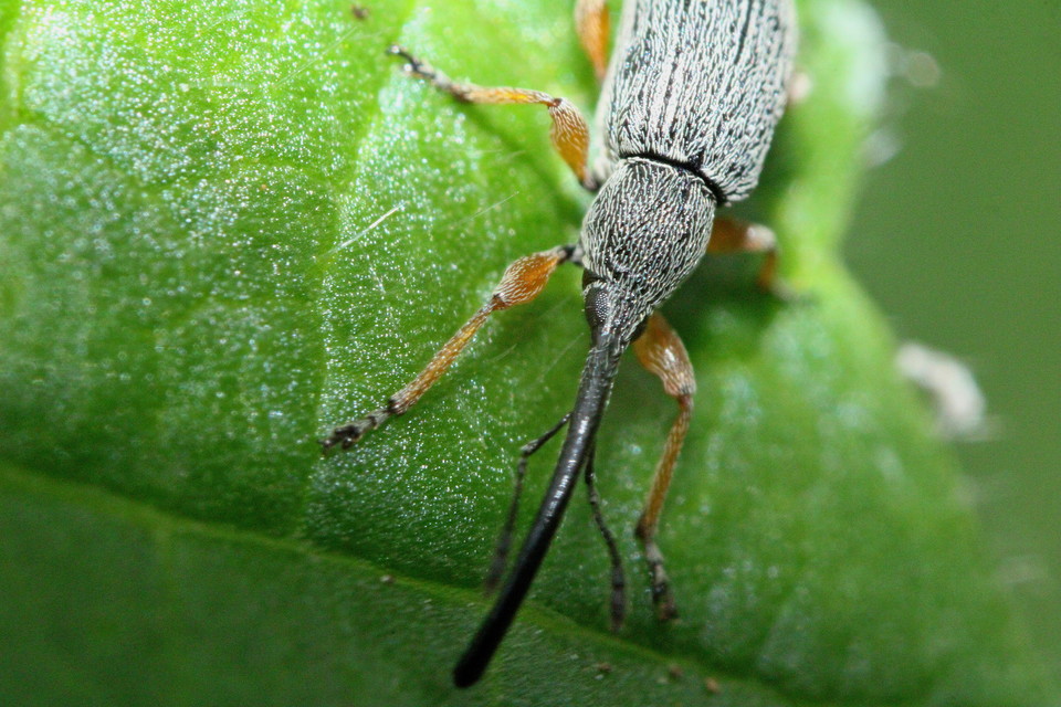 Rhopalapion longirostre - mályvarózsa-cickányormányos