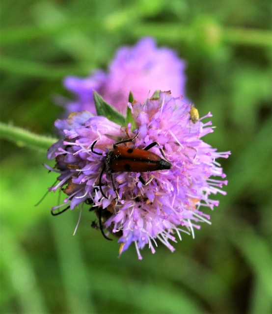 Vadonia unipunctata - kétpettyes virágcincér
