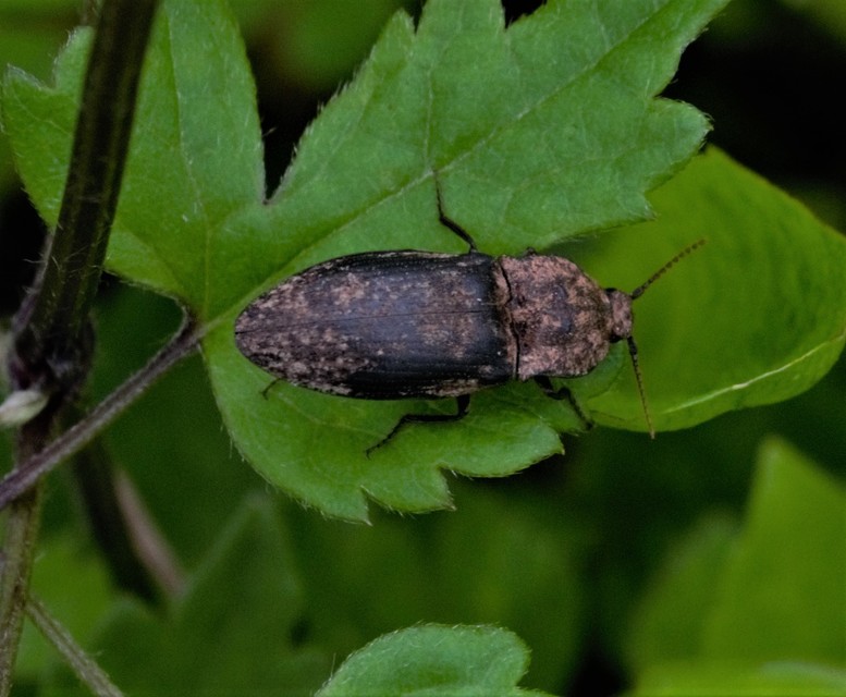 Agrypnus murinus - egérszínű pikkelyespattanó