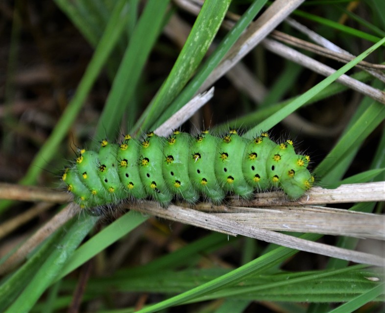 Saturnia pavoniella/pavonia