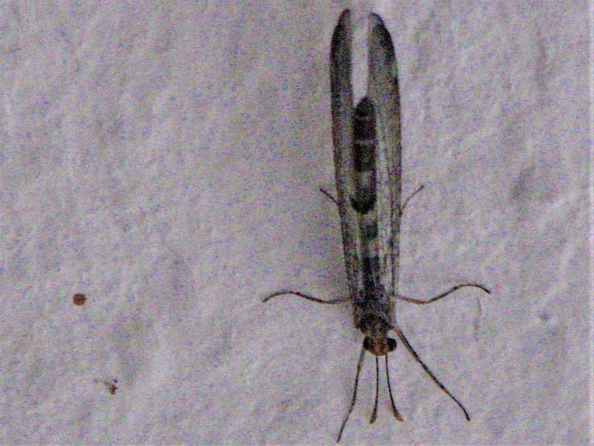 Megistopus flavicornis - kétfoltos hangyaleső