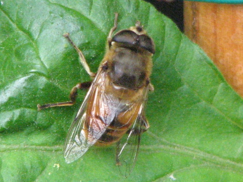 Eristalis tenax - közönséges herelégy