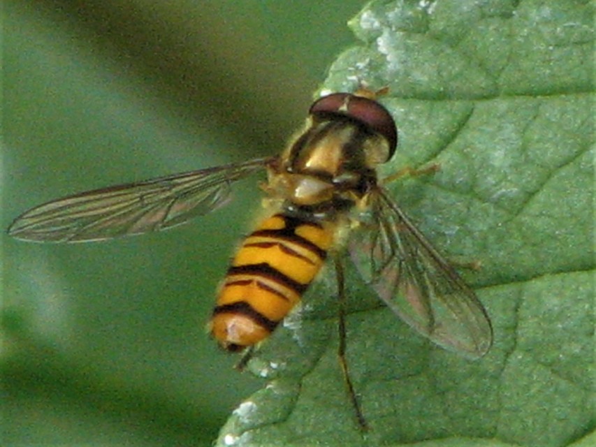 Episyrphus balteatus - ékfoltos zengőlégy