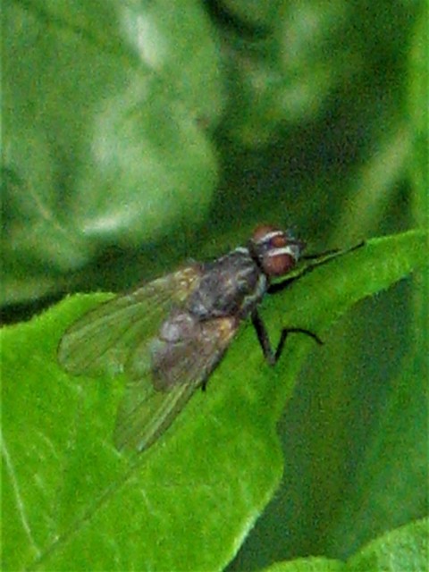 Anthomyiidae - viráglegyek
