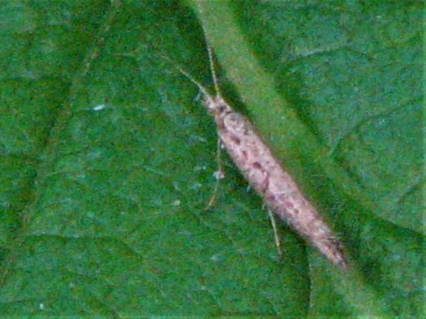 Plutellidae - tarkamolyfélék