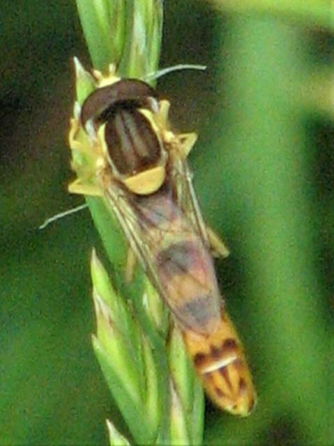 Sphaerophoria