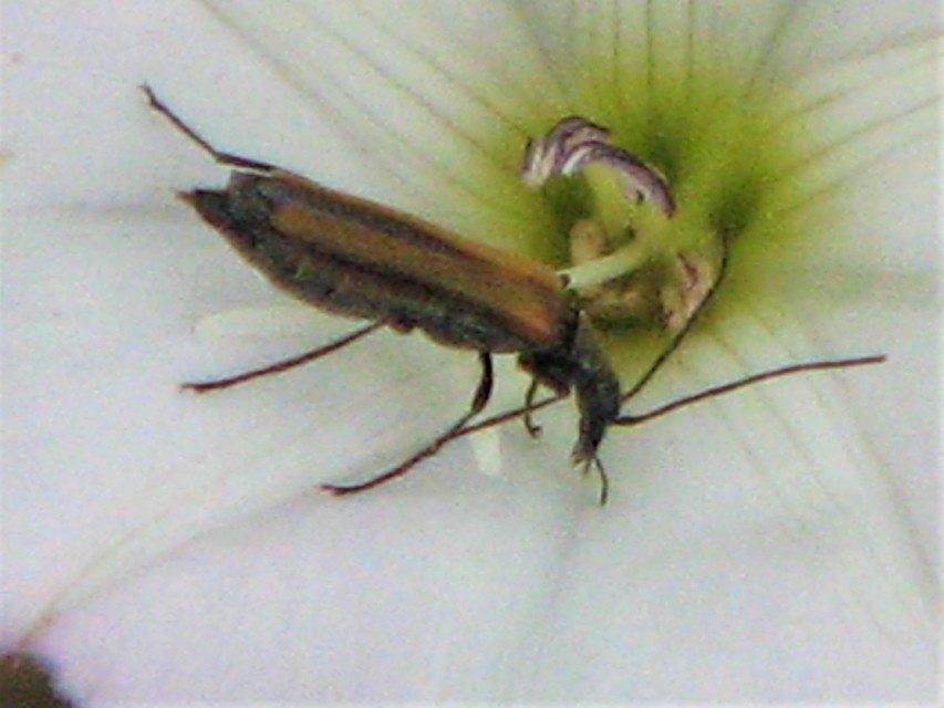 Oedemera femorata - sárgahátú álcincér
