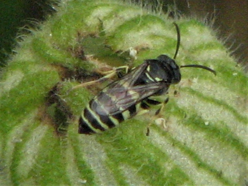 Crabronidae - szitásdarazsak