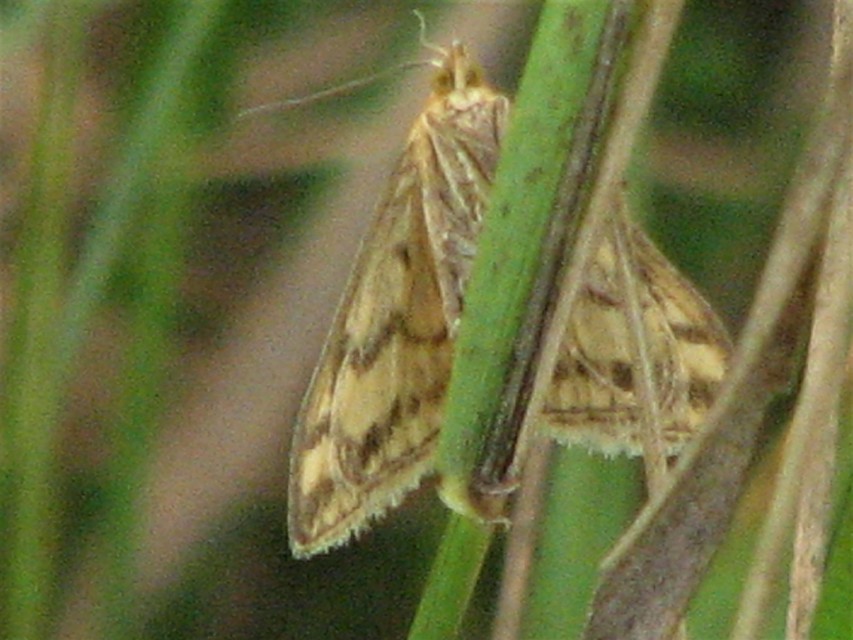 Sitochroa verticalis - világossárga dudvamoly