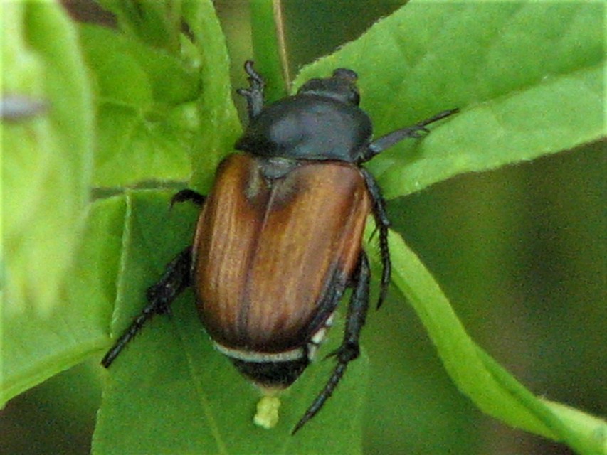 Anisoplia lata - széles szipoly Anisoplia lata - széles szipoly