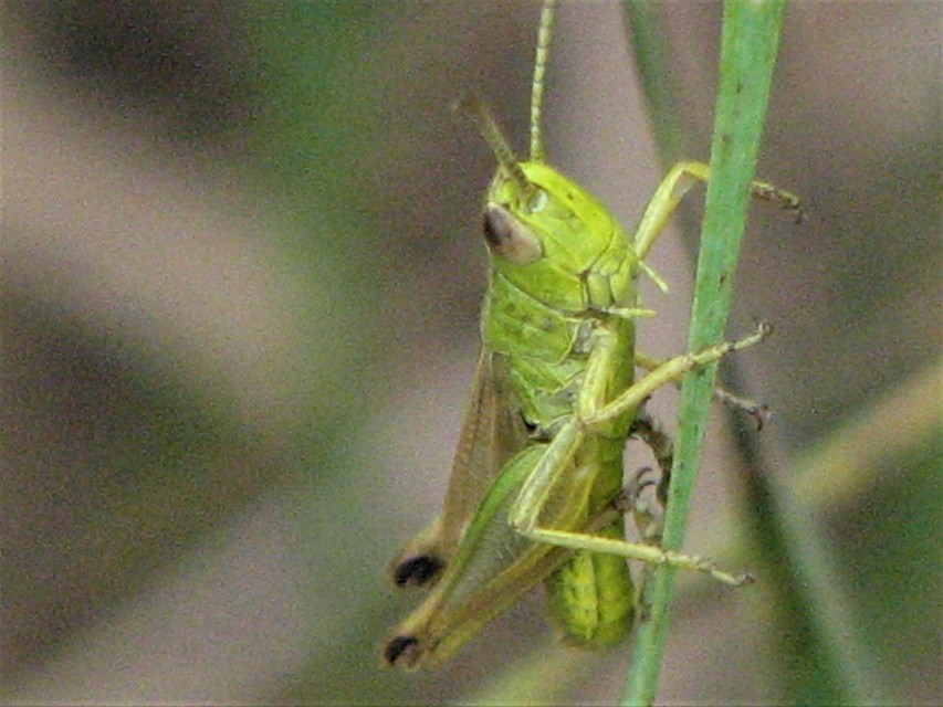 Pseudochorthippus parallelus - közönséges rétisáska