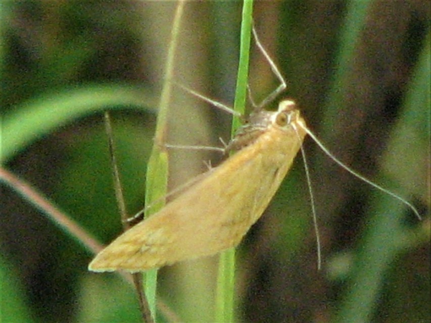 Sitochroa verticalis - világossárga dudvamoly