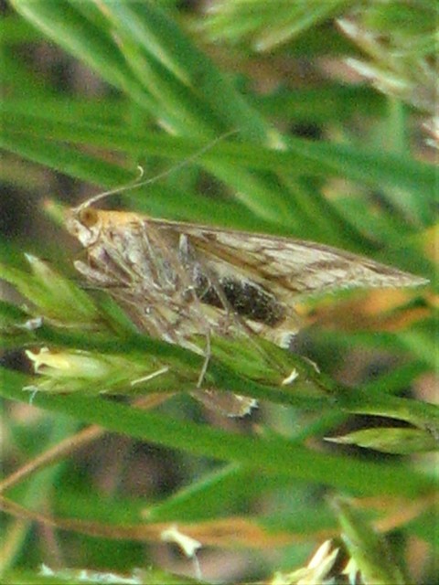 Sitochroa verticalis - világossárga dudvamoly
