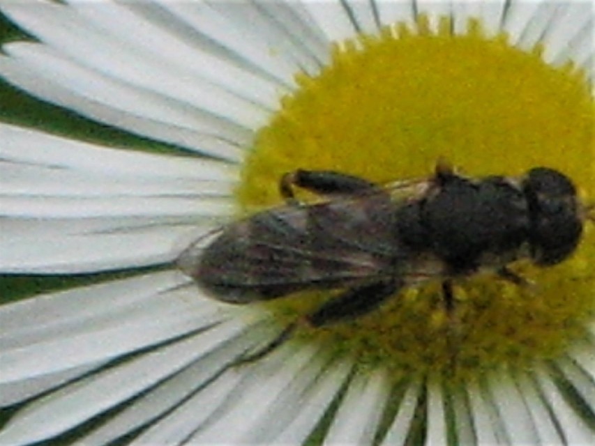 Syritta pipiens - zizegő comboslégy