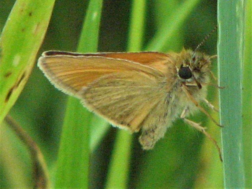 Thymelicus lineola - vonalas busalepke