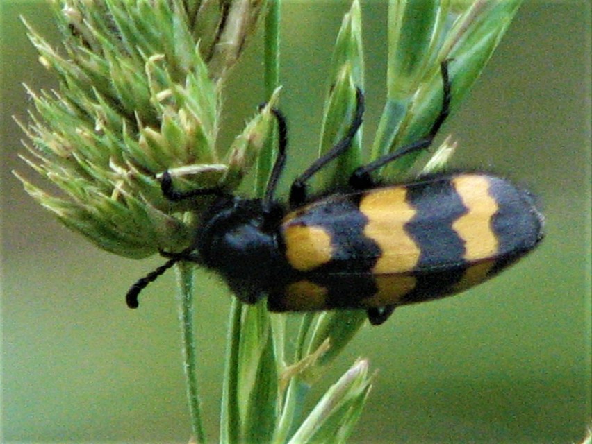 Mylabris variabilis - szalagos hólyaghúzó Mylabris variabilis - szalagos hólyaghúzó