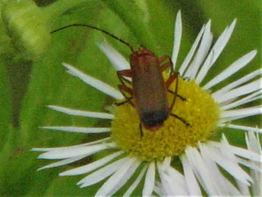 Rhagonycha fulva - feketevégű lágybogár