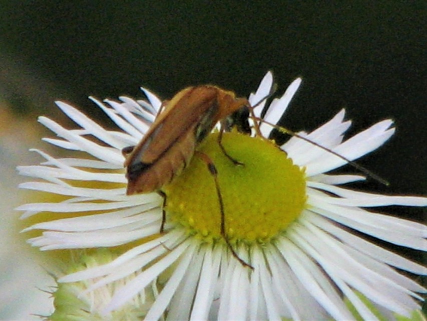 Oedemera podagrariae - székfű-álcincér