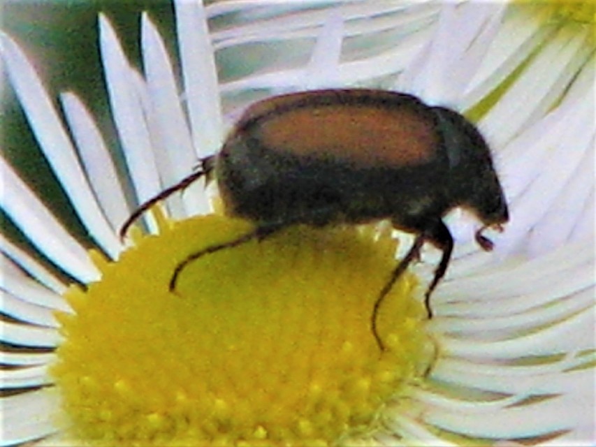 Omaloplia nigromarginata - szegélyes kiscserebogár