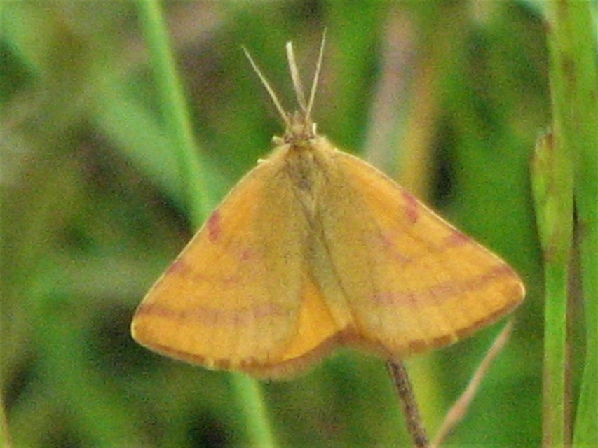Lythria purpuraria - bíborsávos araszoló