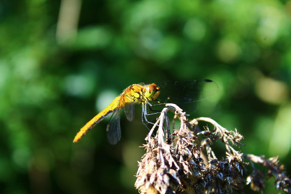 Sympetrum sanguineum - vörös katona-szitakötő