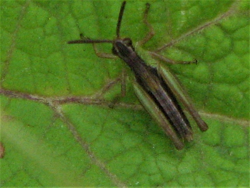 Pseudochorthippus parallelus - közönséges rétisáska