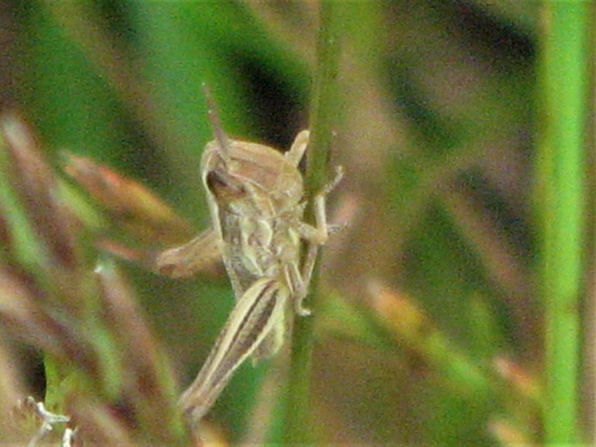 Euchorthippus