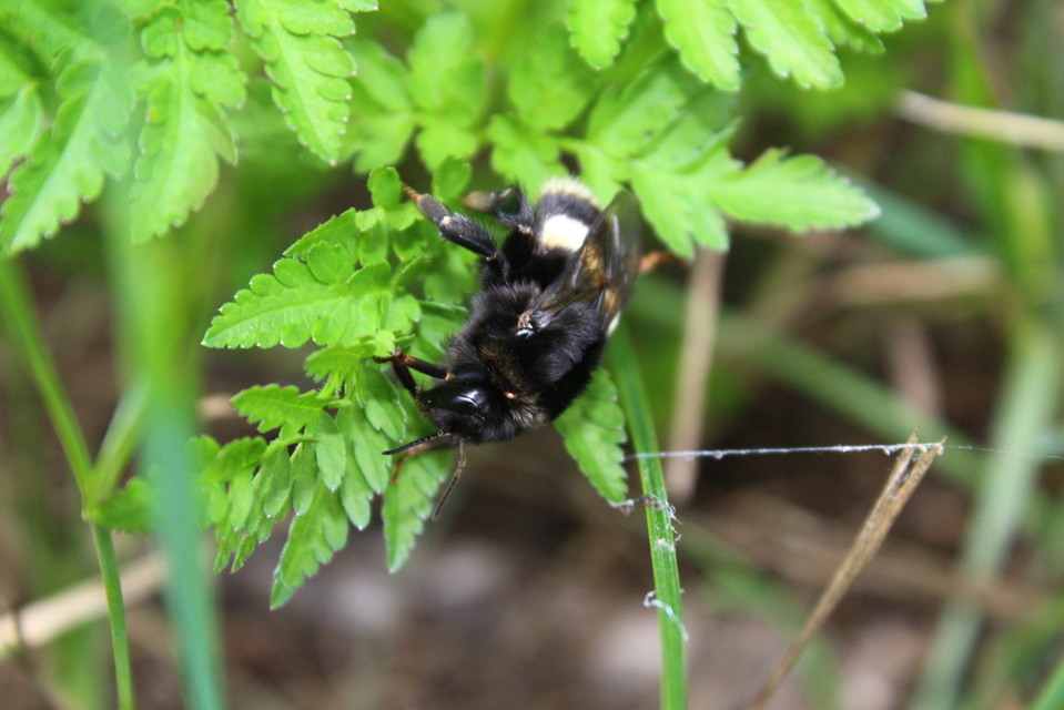 Bombus - poszméhek