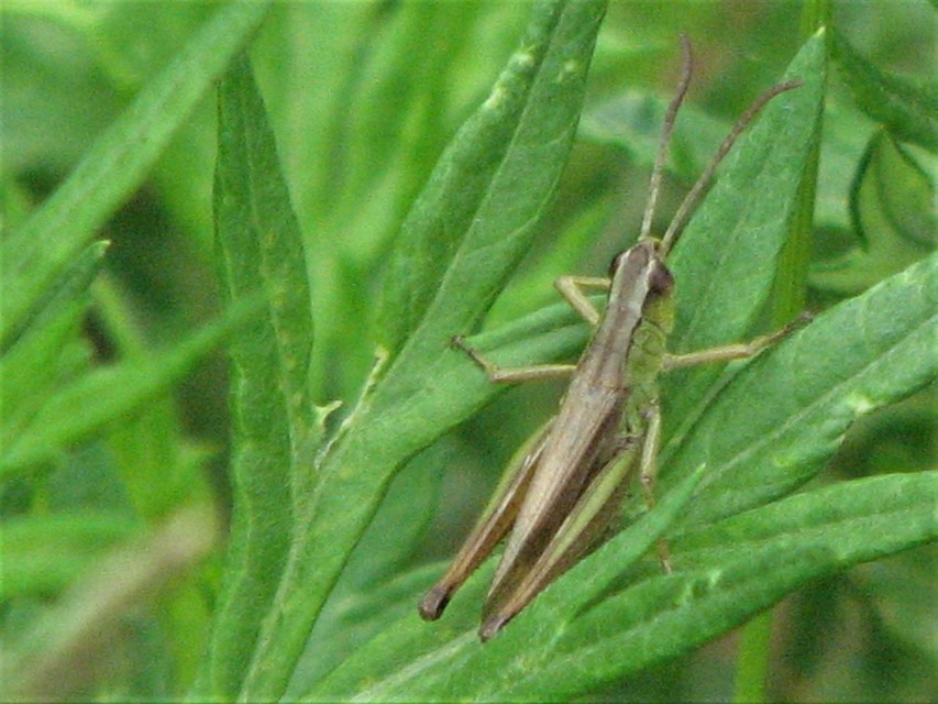 Pseudochorthippus parallelus - közönséges rétisáska