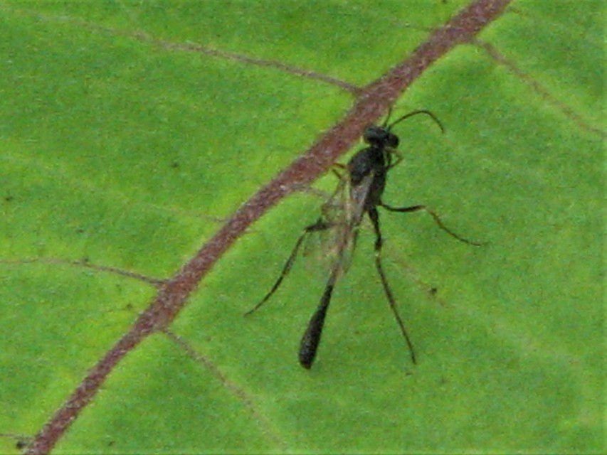 Ammophila