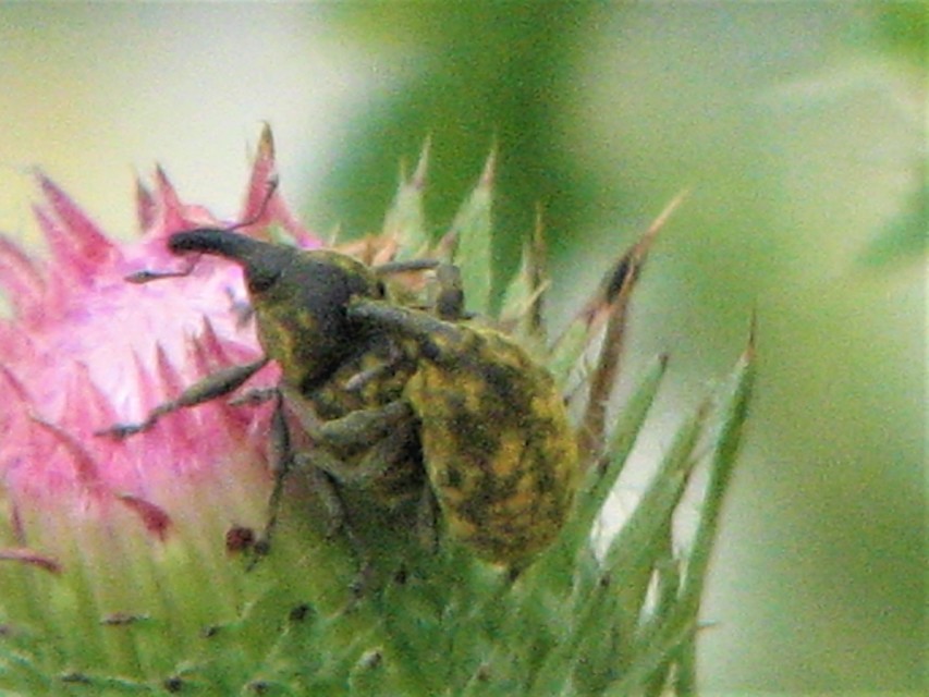 Larinus iaceae - sávosnyakú púderbarkó