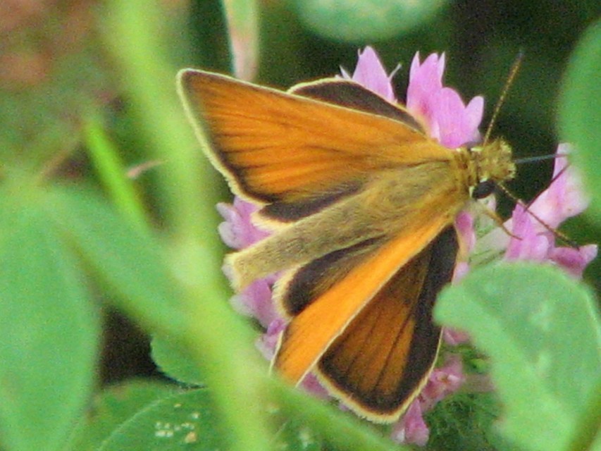 Thymelicus lineola - vonalas busalepke