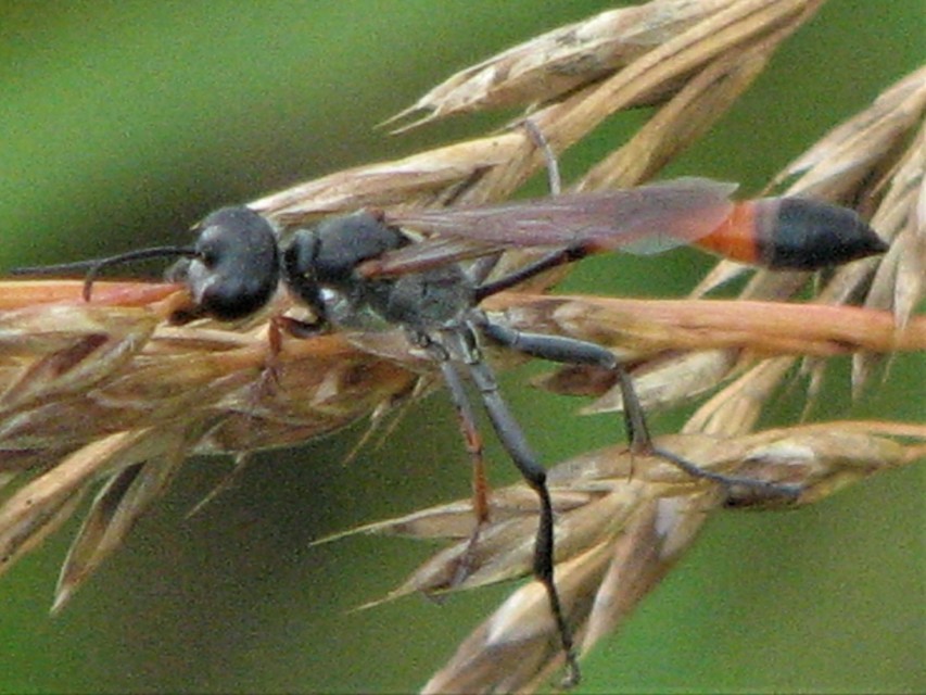Ammophila heydeni - vöröslábú hernyóölődarázs