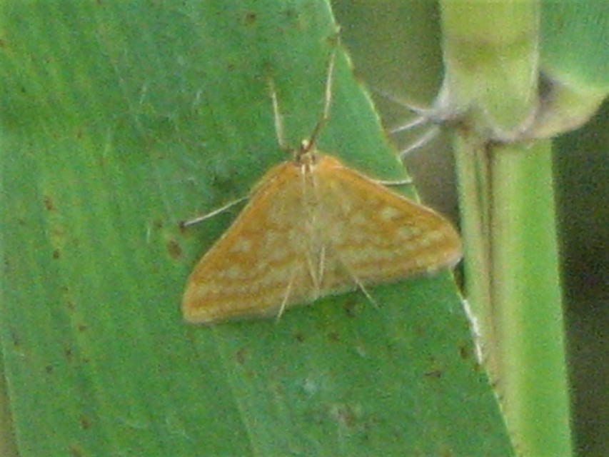 Sitochroa verticalis - világossárga dudvamoly
