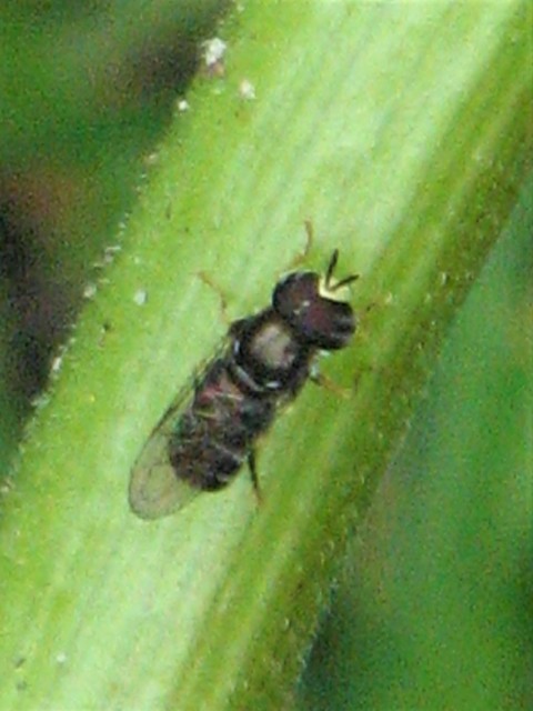 Paragus