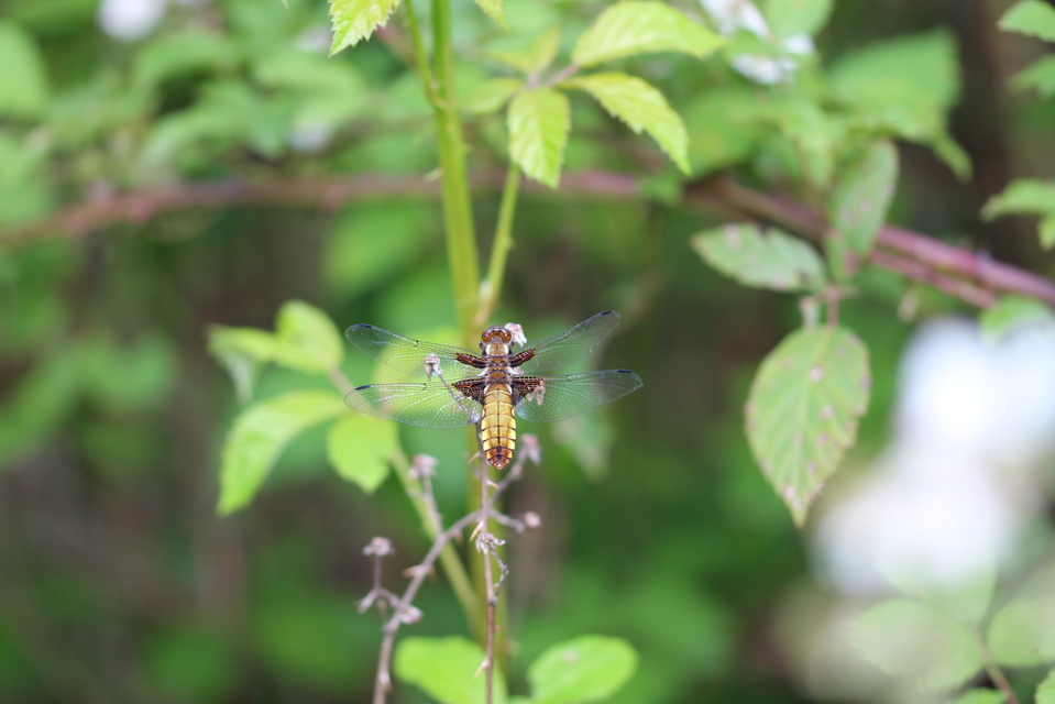 Libellula depressa - széles laposacsa