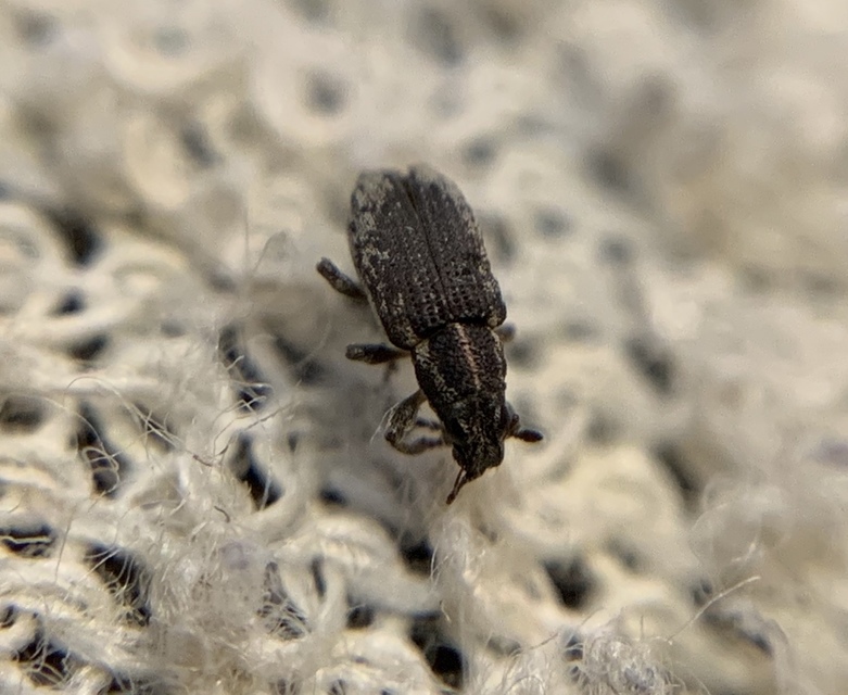Sitona hispidulus - szőrös csipkézőbogár