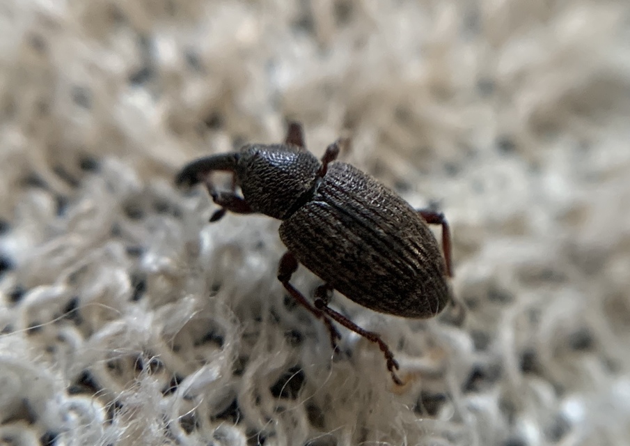 Notaris acridulus - közönséges sásormányos