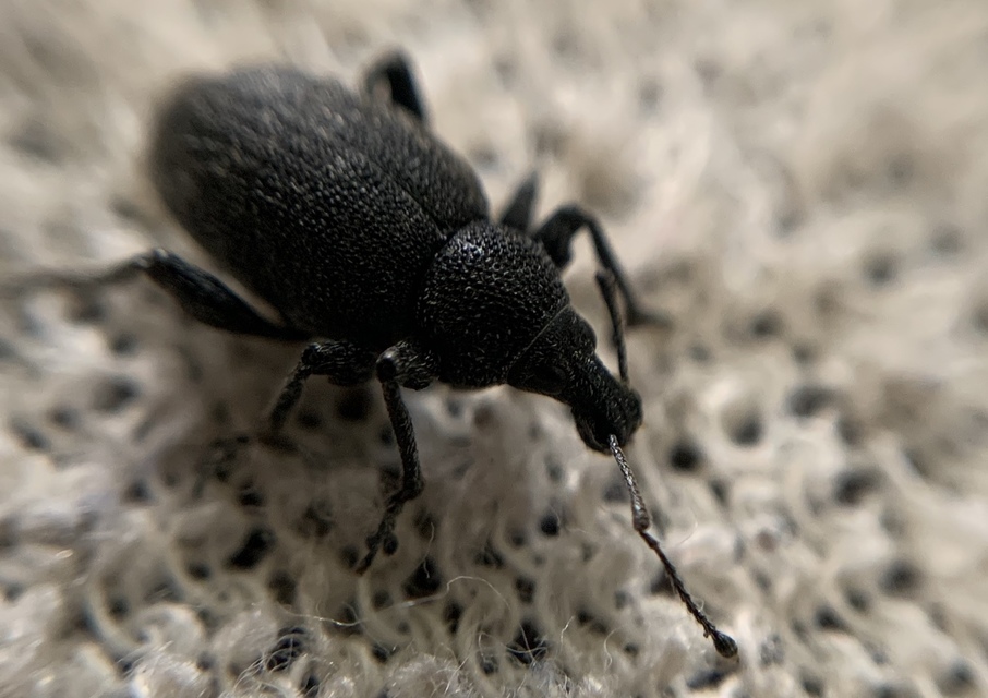 Otiorhynchus ligustici - vincellér-gyalogormányos