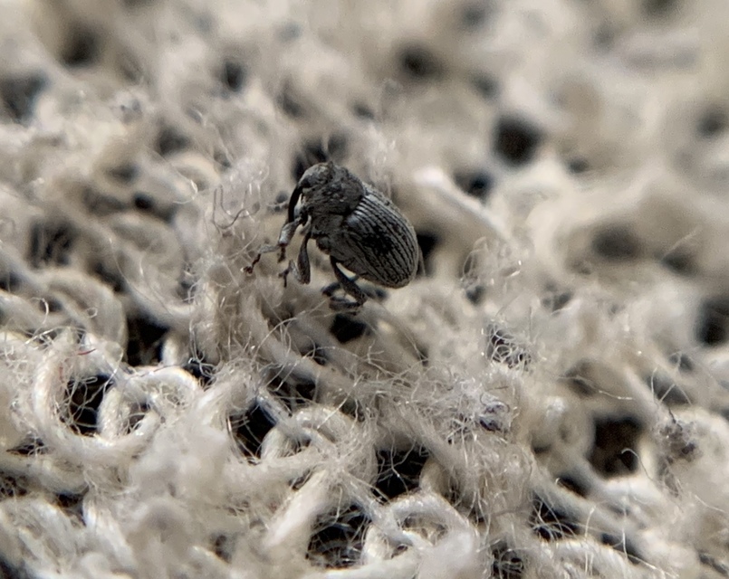 Ceutorhynchus pulvinatus - kis zsombor-ceutormányos