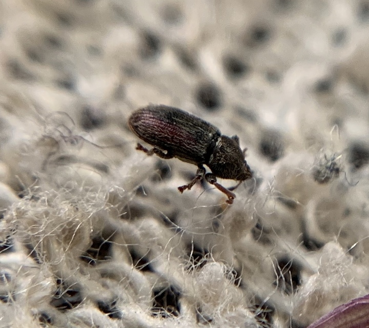 Tychius cuprifer - rezesbarna tímárormányos
