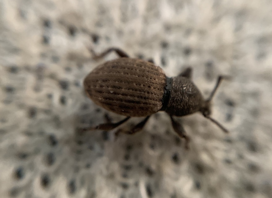 Otiorhynchus raucus - molyhos gyalogormányos