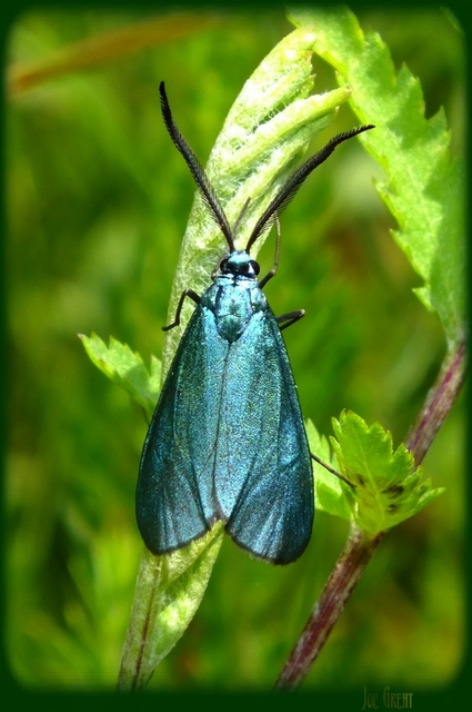 Procridinae